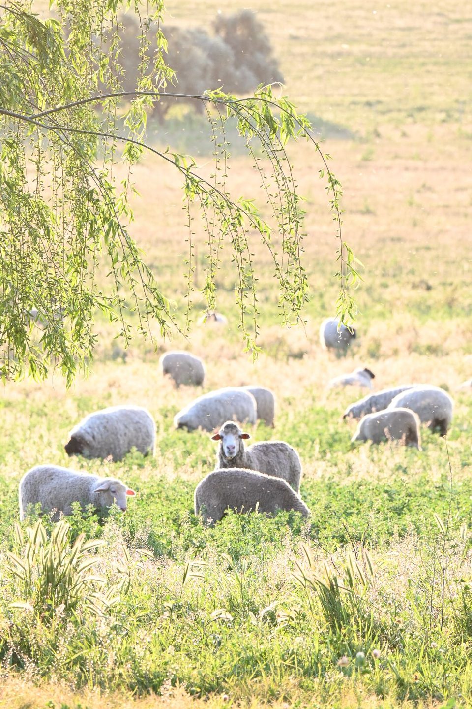 Livestock grazing on Australian pasture
