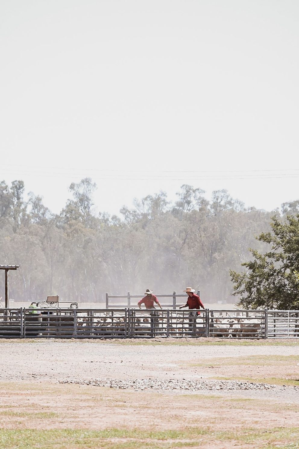 Livestock representing the tangible assets of the strategy