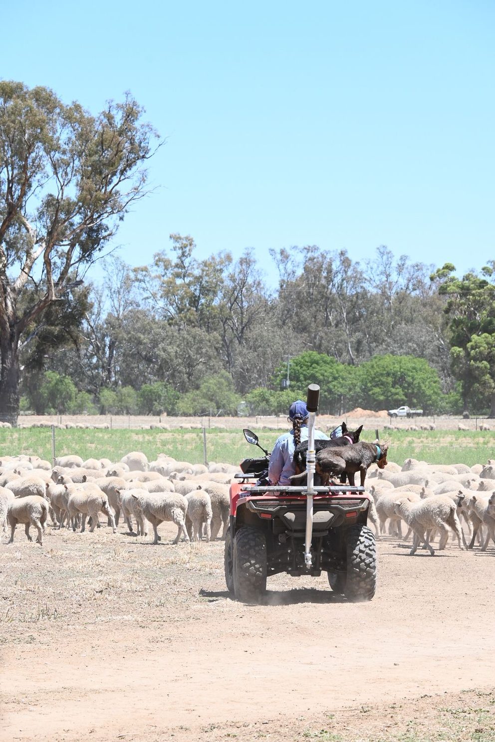 Operational oversight of Australian livestock