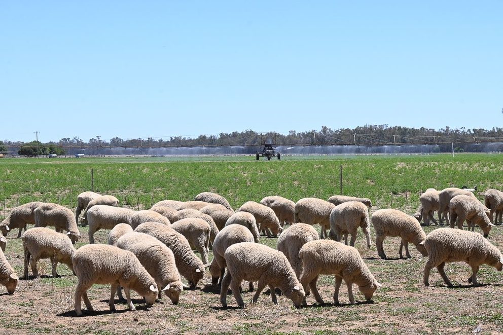 Australian grazing country used by the livestock strategy