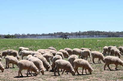 Sheep grazing in a paddock
